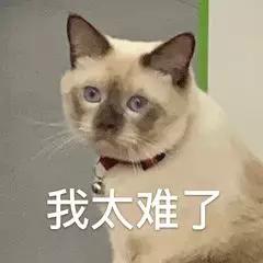 万万没想到被骗的这么惨，我们家猫怀了一肚子屎