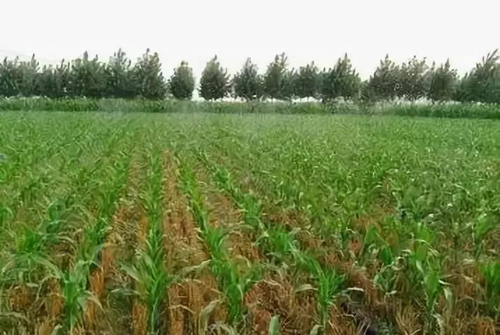 玉米苗前封闭除草剂哪种最好,麦茬玉米打封闭药管用吗