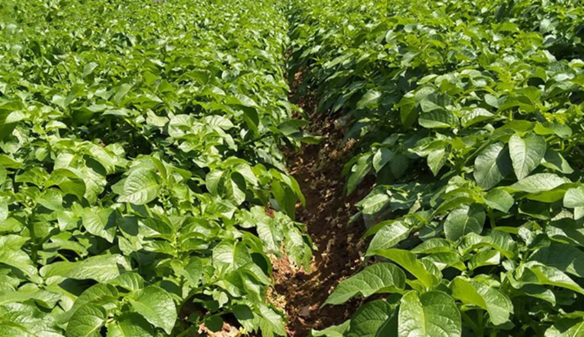 土豆块种植技巧和方法,土豆怎么种薯块大