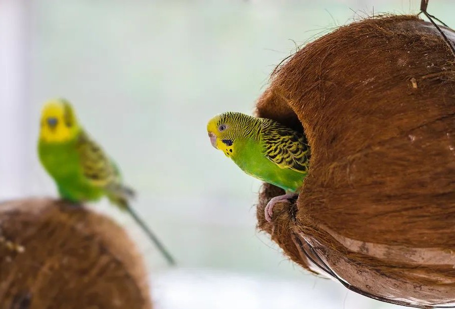 虎皮鹦鹉会说话吗,虎皮鹦鹉的饲养方法视频播放