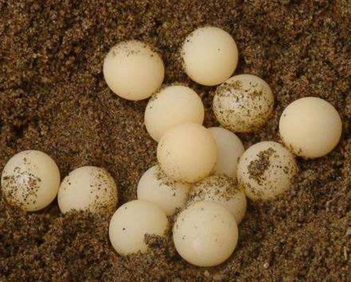 姚志刚养甲鱼,养甲鱼发家年赚一千万