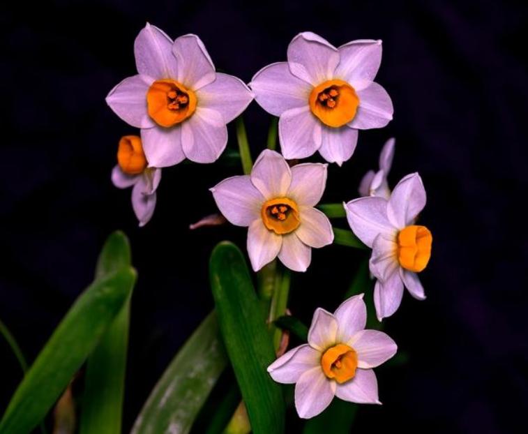 这些网红花,花商告诉你它好养,开花美,从来不提它“有毒”