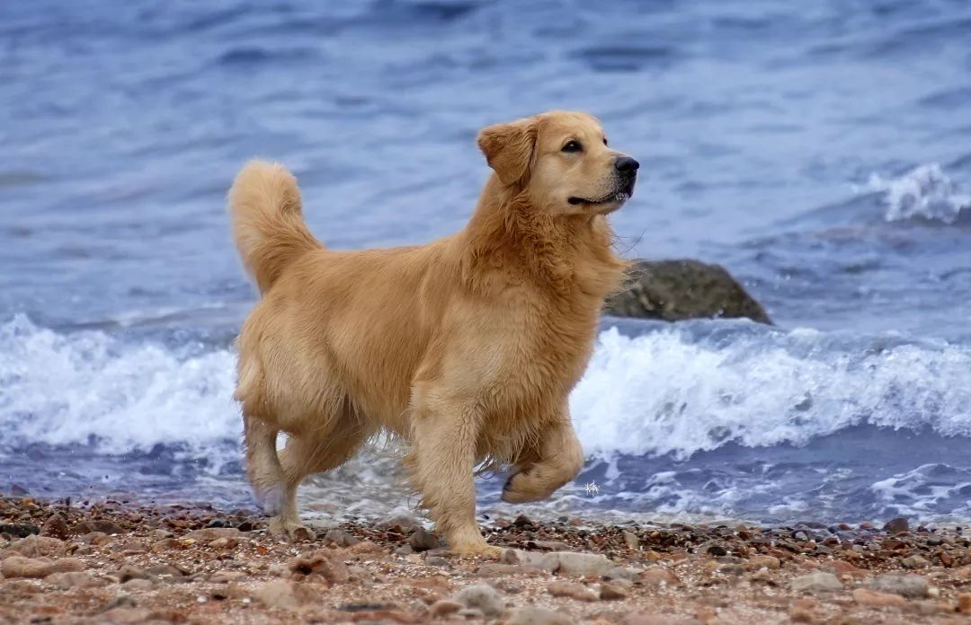 怎么挑选一只金毛幼崽,如何挑选小金毛犬