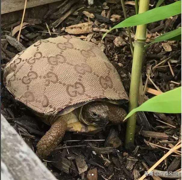 土豪的境界无法理解,LV镀金马桶,古驰的纸巾,买块砖1300