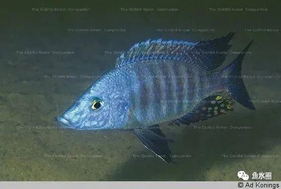 三湖慈鲷马鲷孔雀珍珠系能长多大,三湖慈鲷之孔雀