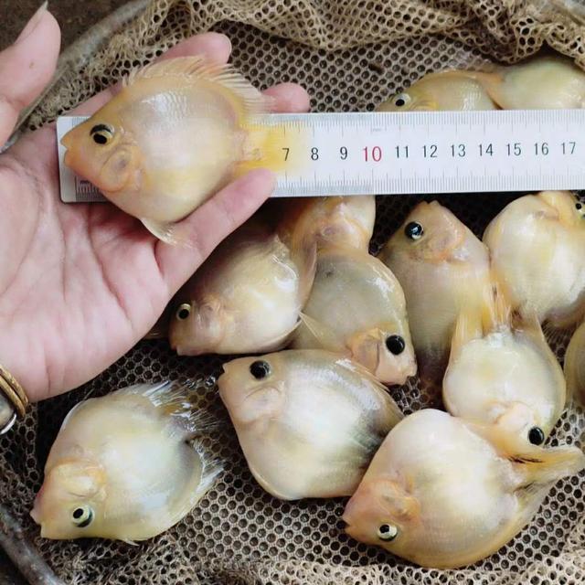 鹦鹉鱼和发财鱼打架,发财鱼鹦鹉鱼混养吗