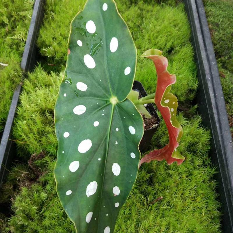 散发清香的易养花卉植物,观叶植物盆栽大全图