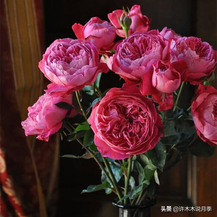 月季叶子掉光变成光杆了怎么回事？用这几招让你的月季满血复活