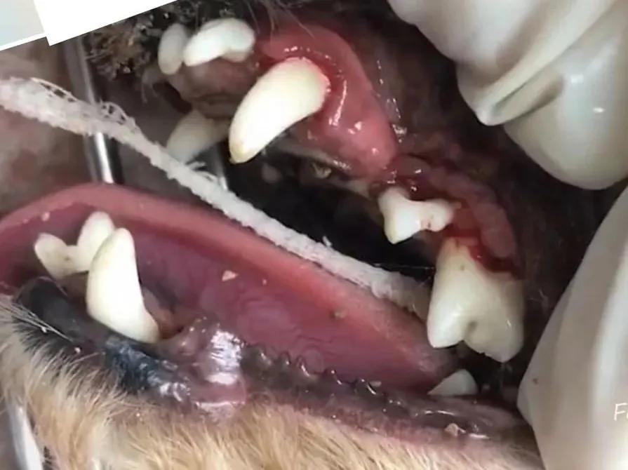 猫咪长蛀牙怎么办,猫咪蛀牙治疗费用