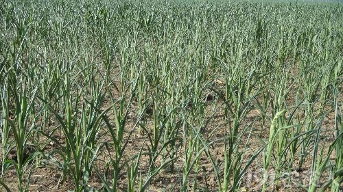 河南适合种植高产玉米,玉米高产高效种植技术