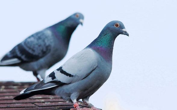 原来养鹦鹉这么快乐,原来养鸽子都喂稻谷