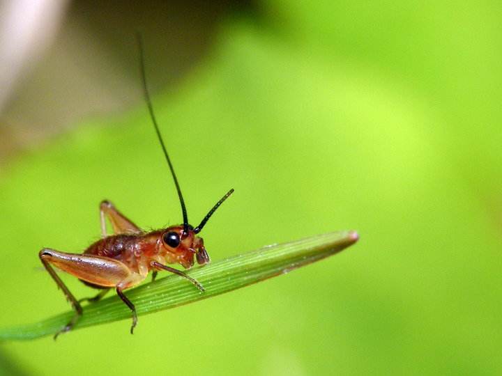 昆虫的情感世界并不逊色于人类，它们也有形形色色的求爱招数