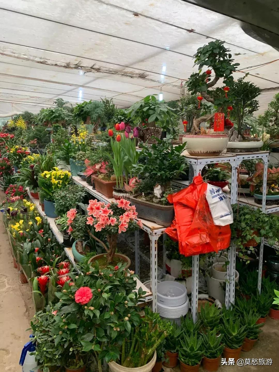 南京最大的花卉市场在哪里,南京最大花卉市场在哪里