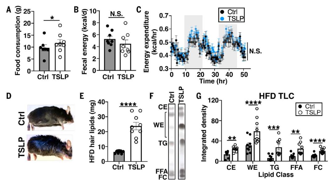 缁嗚優鍥犲瓙鍑忚偉,缁嗚優鍥犲瓙鑳藉噺鑲ュ悧