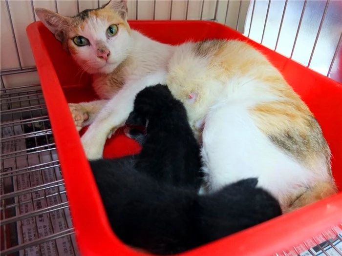 辟谣，母猫幼崽并非只有单一父亲，它竟能同时生下多只公猫的后代