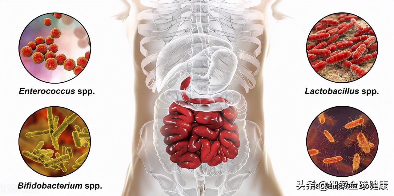 饭前半小时吃药和空腹吃药的区别,科普空腹服药应该如何正确服用