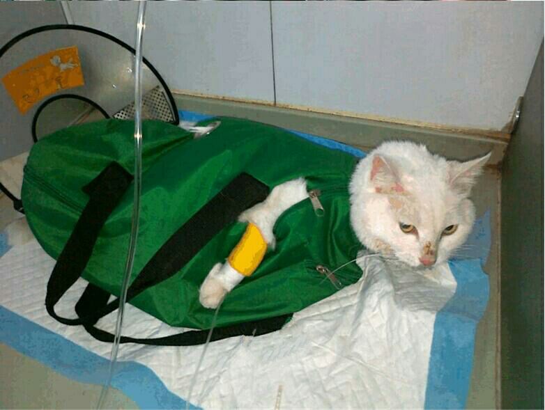 猫脂肪肝消除最快方法,猫脂肪肝治疗需要花多少钱