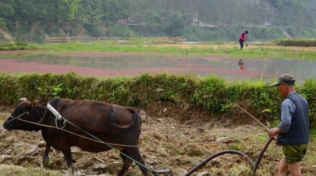 2022年两个立春节气分别是哪天,2020年两个立春