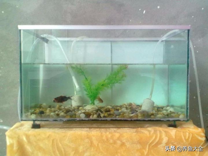 涓轰簡鍏婚奔鎶婂娣逛簡,涓轰簡鍏婚奔绂诲