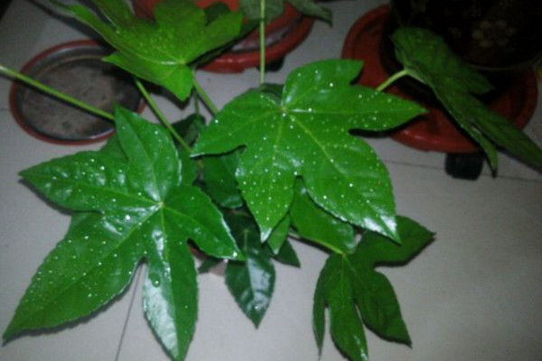 八角金盘有毒吗视频,八角金盘有毒吗可以在室内养吗