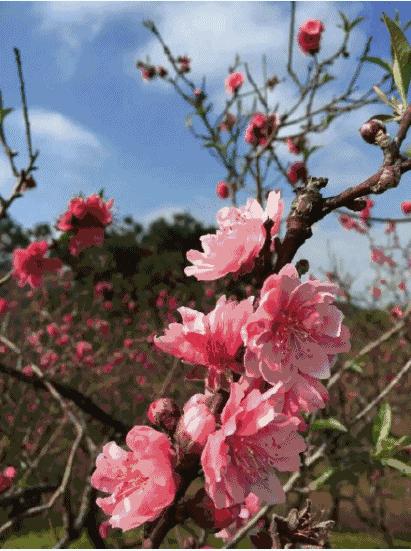 洪山诗苑迎新年诗词,洪山诗苑最新信息