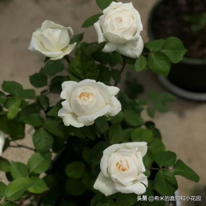 苦尽甘来栀子花,苦尽甘来推荐