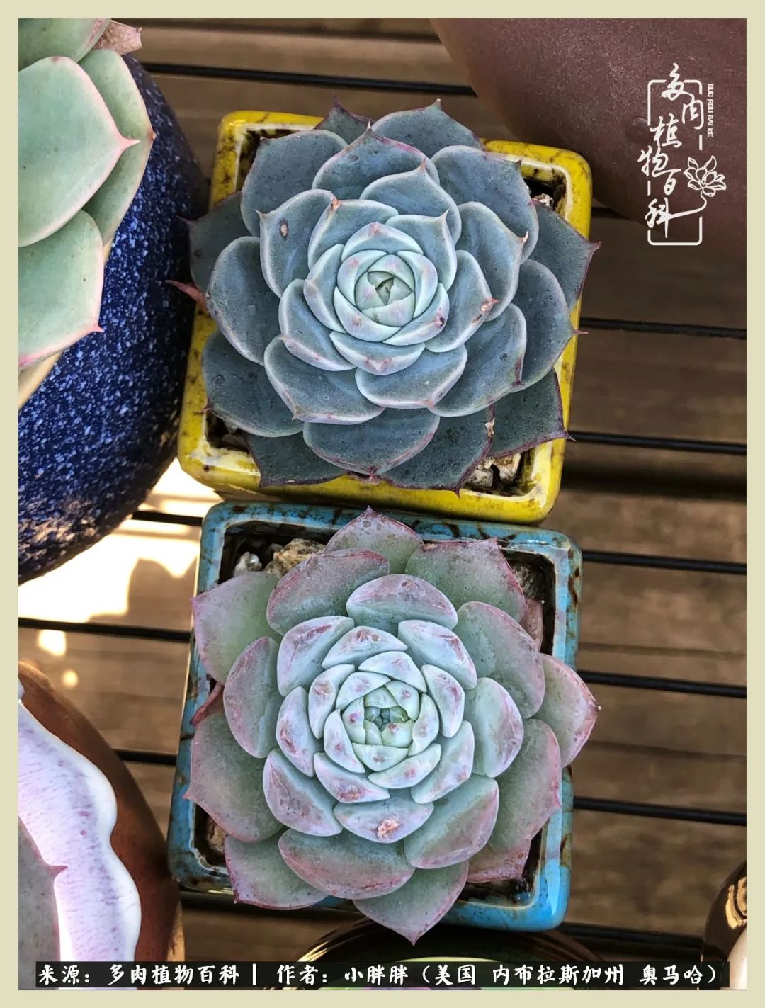 多肉小白入坑攻略,多肉中的鄙视链