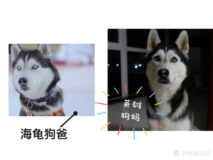 一次创世纪的生活体验—记哈士奇当妈妈