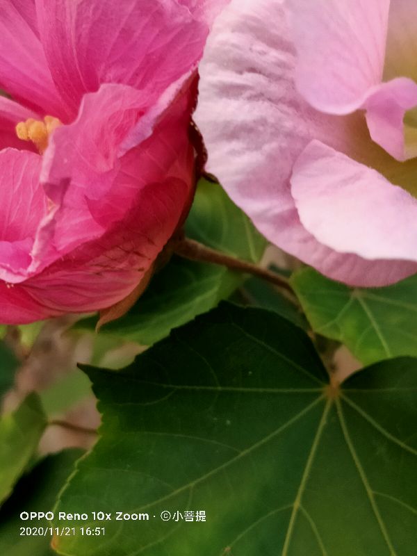 这种花通常用来比作美丽的女子，有人拿来做药，还有人当野菜吃