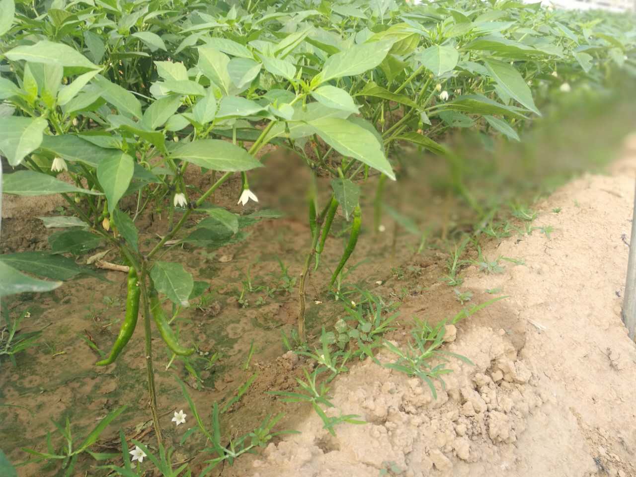 农药杀虫杀菌大全,药效长的杀虫杀螨农药