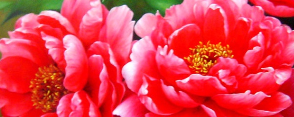 牡丹花的种植方法视频教程,牡丹花地栽种植方法