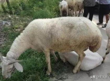 羊咳嗽流鼻涕什么原因导致的,羊咳嗽流眼泪是什么病