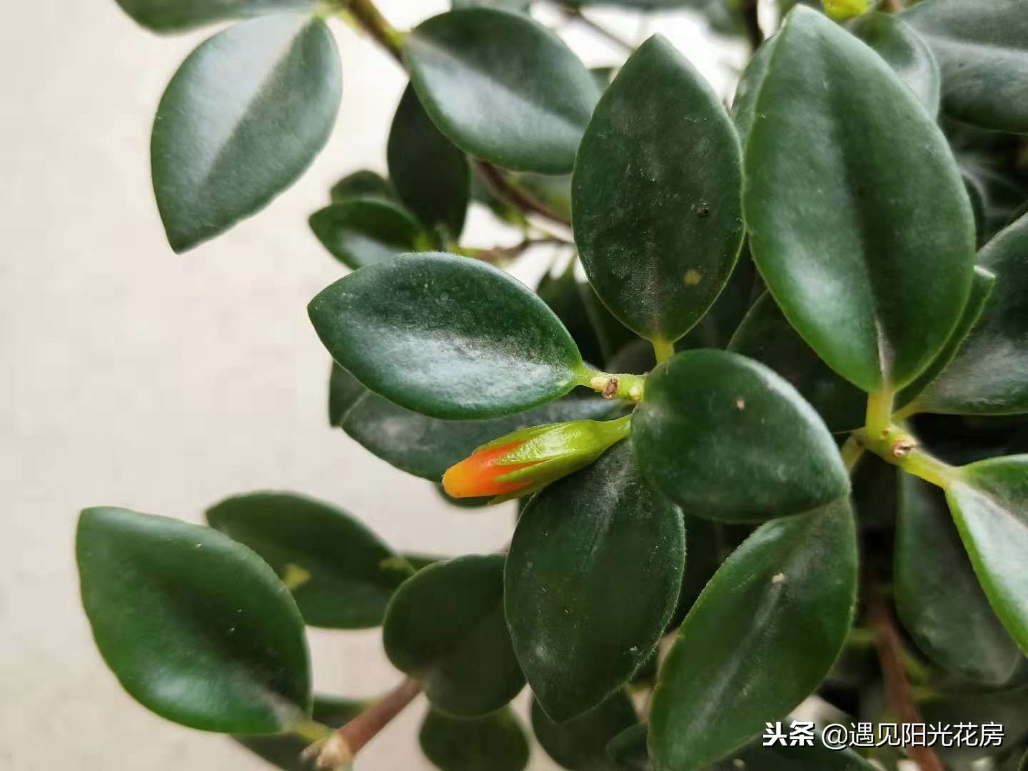 金鱼吊兰怎样养护才茂盛,金鱼吊兰开花后像小金鱼一样漂亮