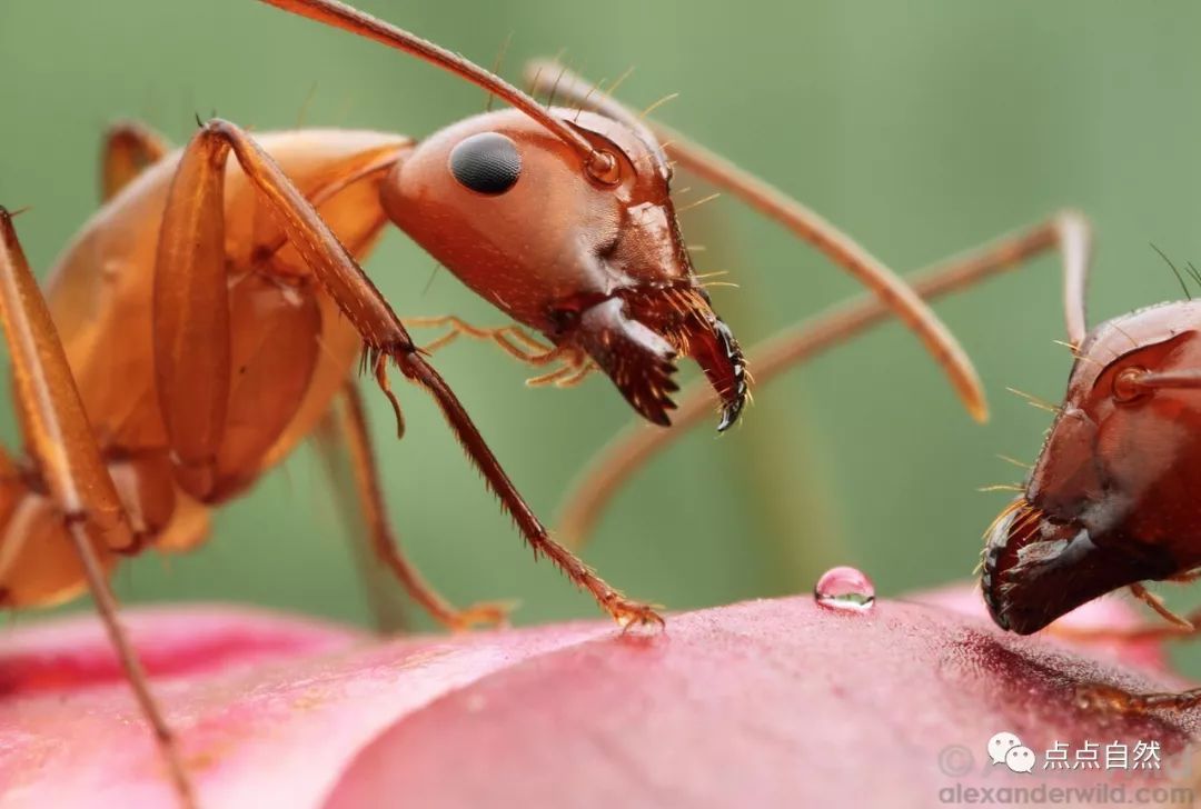 宠物蚂蚁基础知识,宠物蚂蚁怎么养新手教程
