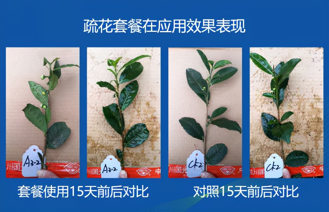 茶树开花影响产量吗,茶树开花结果是什么原因