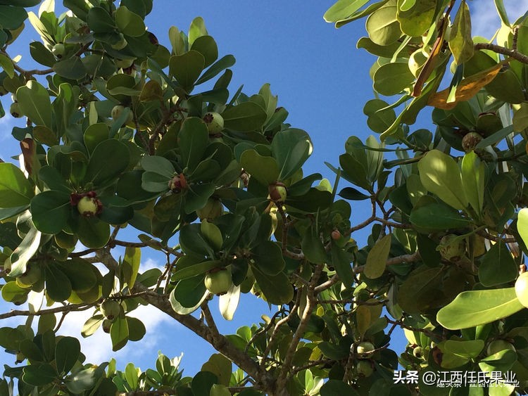 山竹树栽哪个品种最好吃,山竹树的种植方法和图片