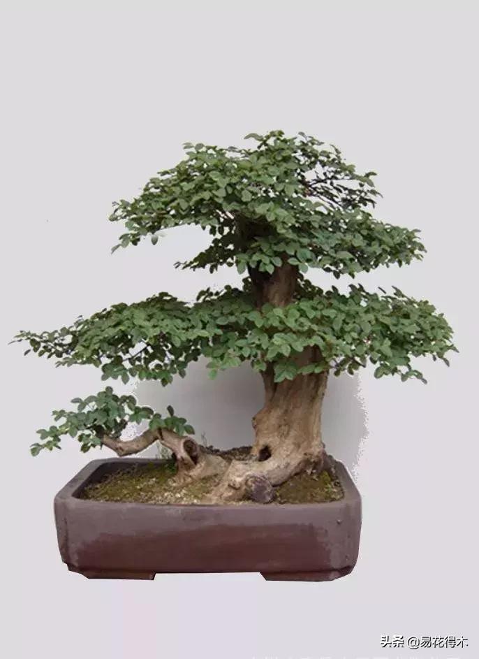 椤剁骇鐧借姳妾垫湪鐩嗘櫙,鐧借姳妾垫湪鐩嗘櫙鏋湪閫㈡槬