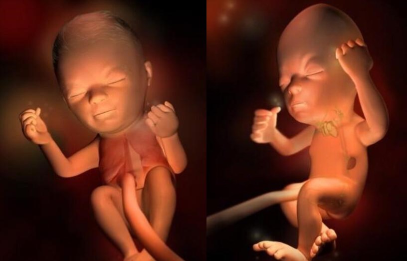 1-40周胎儿体重发育参数表,1-40周胎儿发育过程图漫画