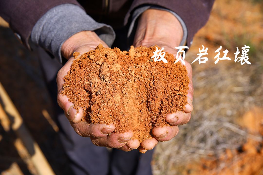 超爽福利暴击！高山神秘“金疙瘩”,甜蜜你的冬天