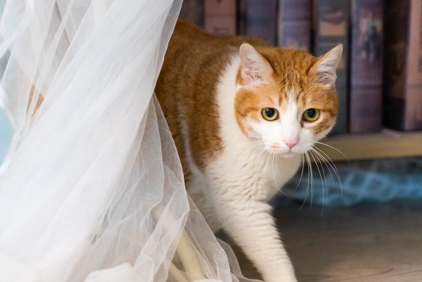 猫咪流鼻涕了用什么药,猫咪流鼻涕是什么原因引起的