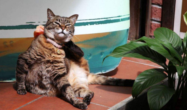 猫咪老去不可逆，想让爱猫陪伴更长久，五点衰老征兆需提早留意！