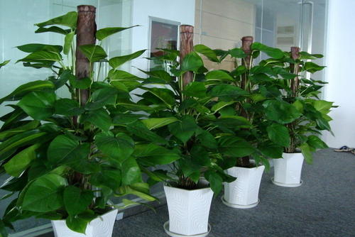 甲醛怎么去除不伤害宝宝,甲醛怎么消除不伤害植物