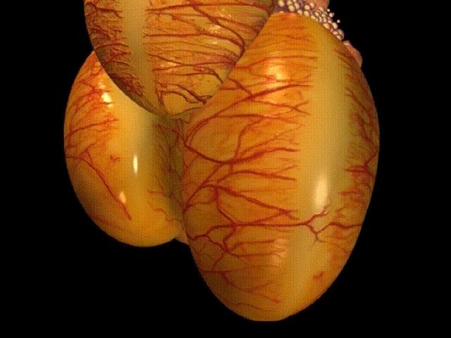 超生动|家禽生殖系统结构和禽蛋形成过程