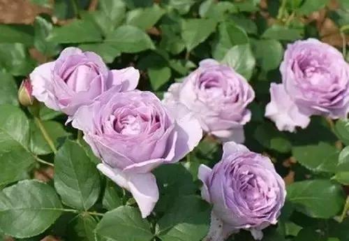 最漂亮10种微型月季,新手必入这8种月季漂亮好养