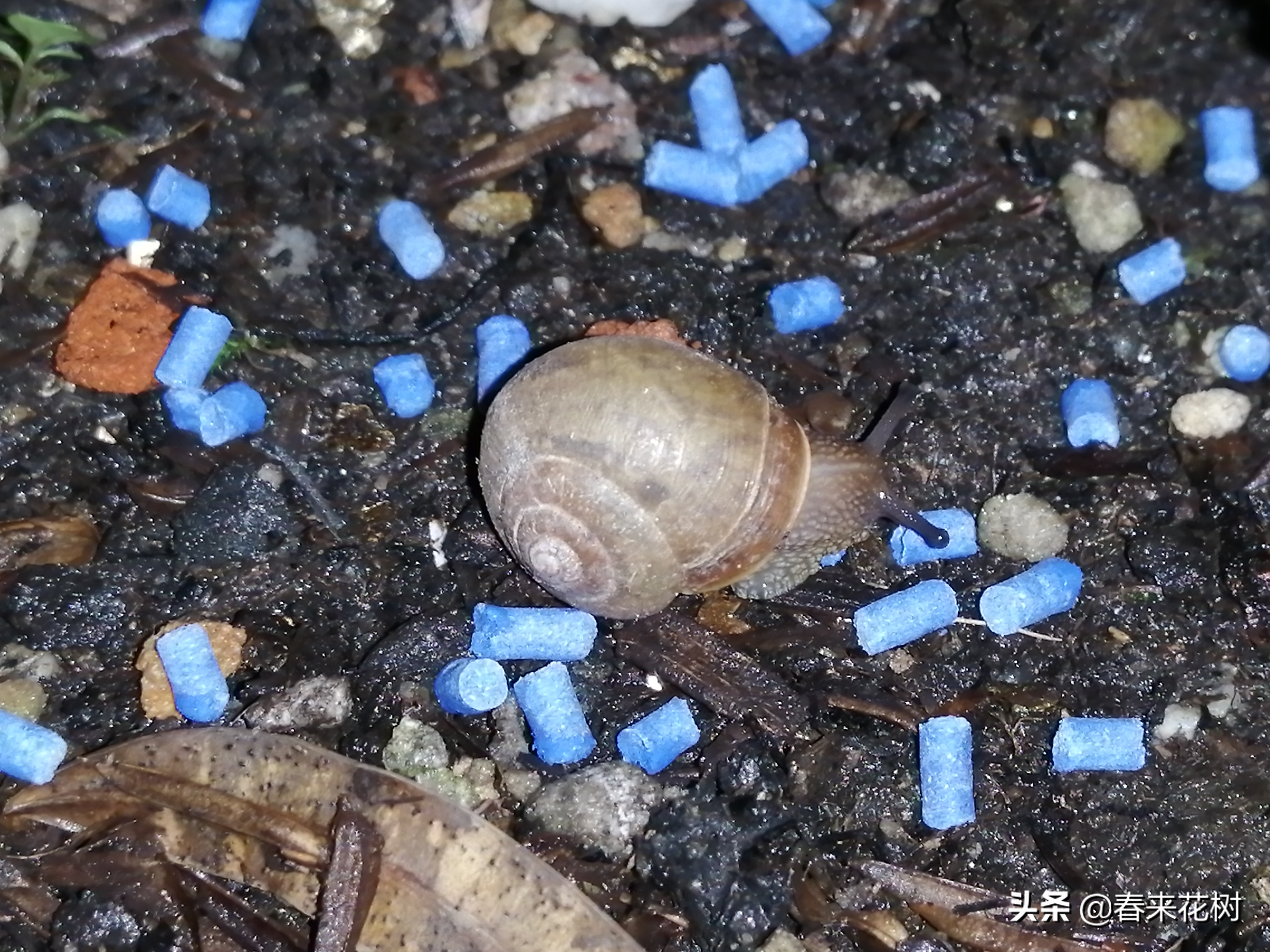 爱养花的坏处,养花防小蜗牛的方法有哪些
