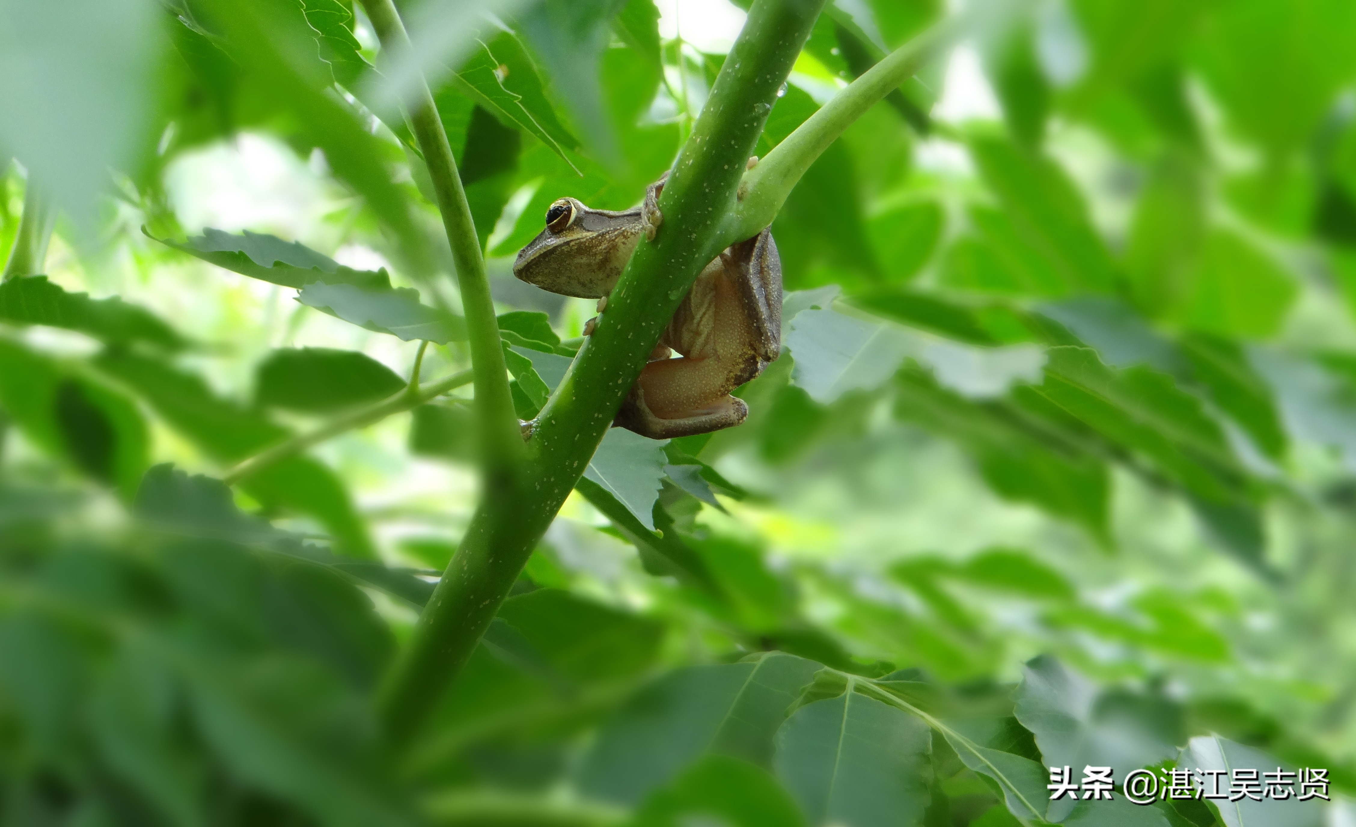 林蛙繁衍方式,什么蛙在树上繁殖