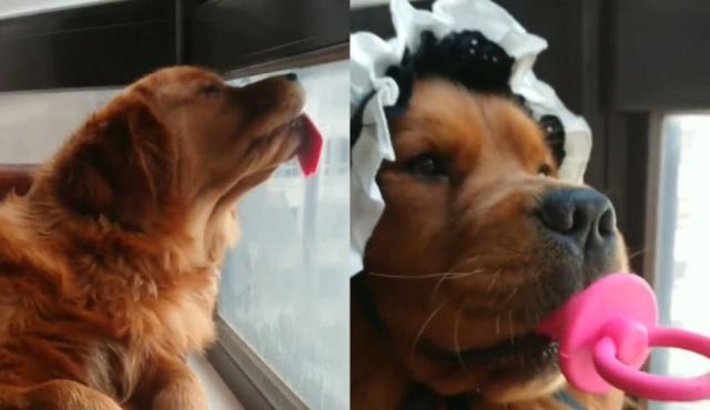 金毛宝宝长大后的样子,金毛宝宝能有多聪明