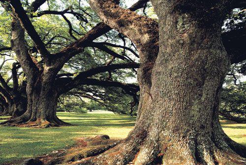 美国红橡木原木风效果,北美橡木红橡木