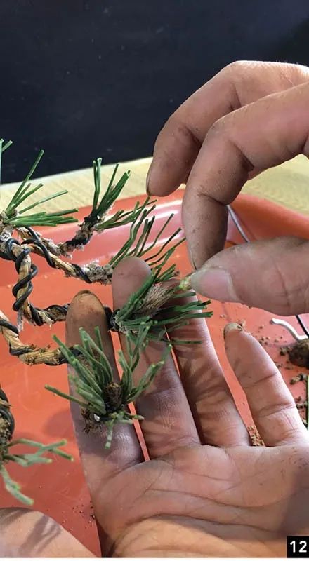 黑松苗临水式造型 (临水黑松苗)