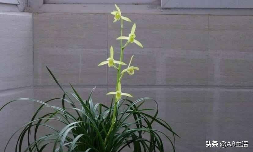 每日一品兰花图片大全,每日一品兰花价格